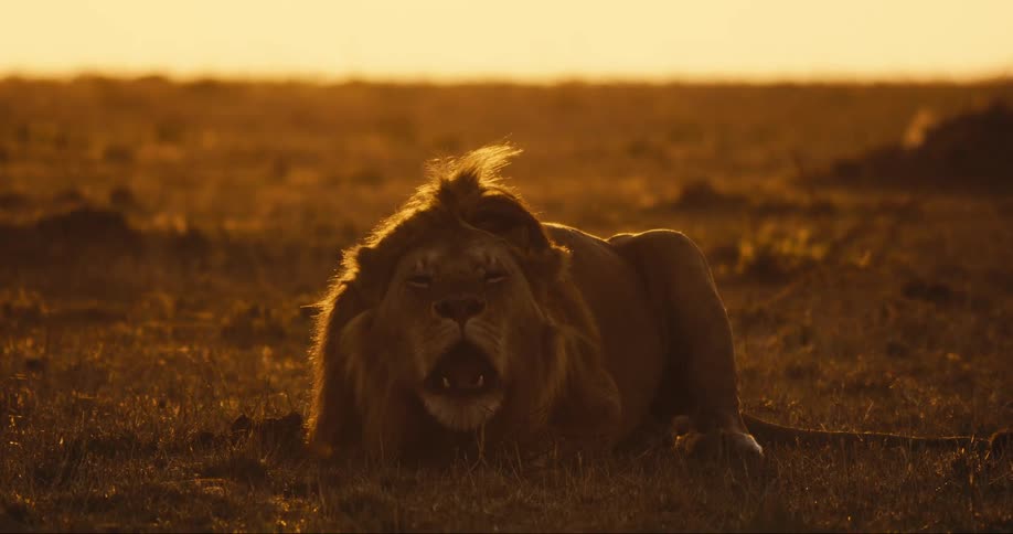 Big lion lying in the jungle roaring