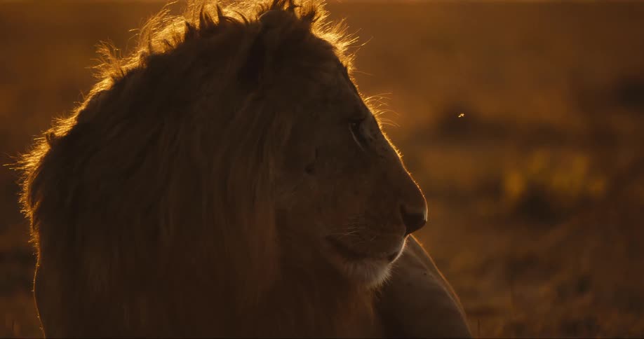 Lion lying in the jungle watching