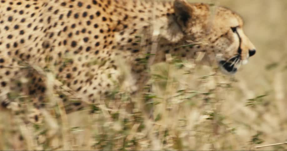A cheetah walking on the beige grass of a savanna with its mouth open and it is looking at the ground