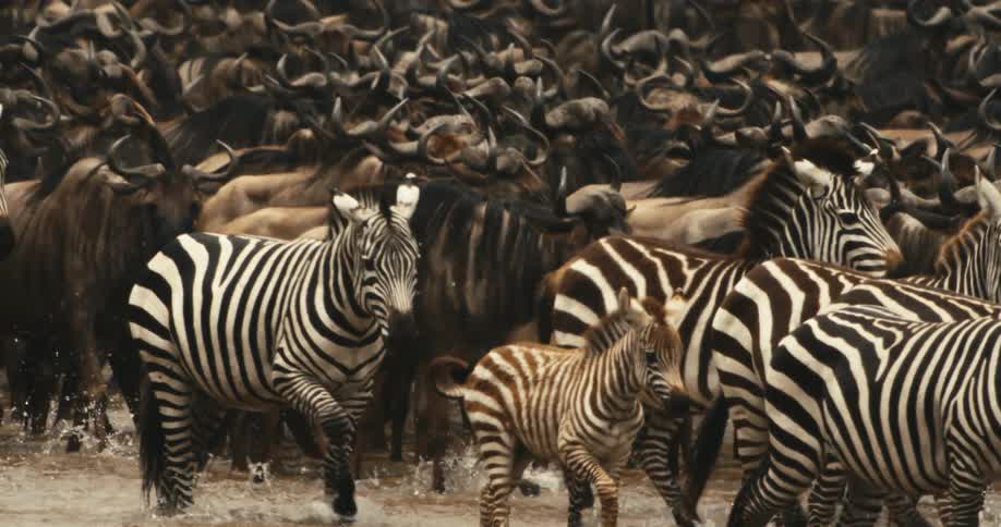 A herd of zebras and wildebeests walk through a shallow stream