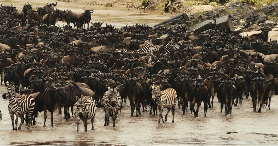 Group of zebras and wildebeests crossing a river together