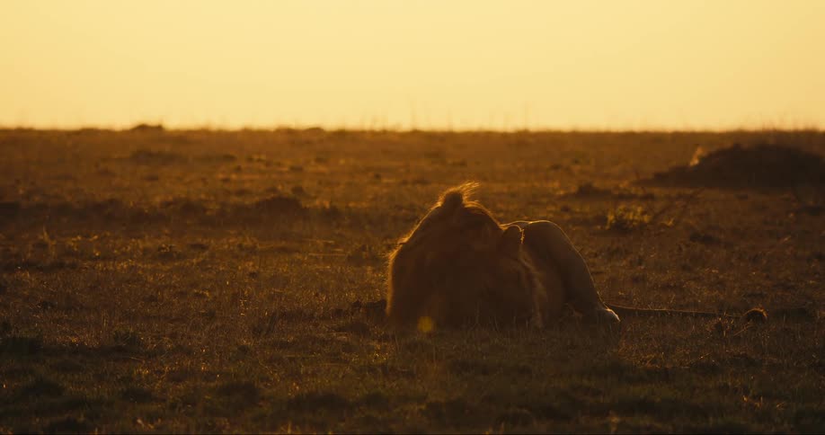 A clip of a lion sleeping on the grassland