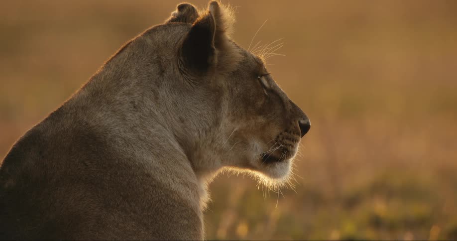 A lioness yawns