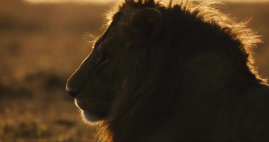 A lions head is silhouetted against a golden sunset