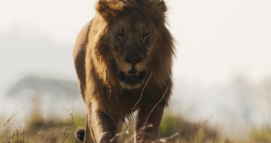 Lion walking through the jungle