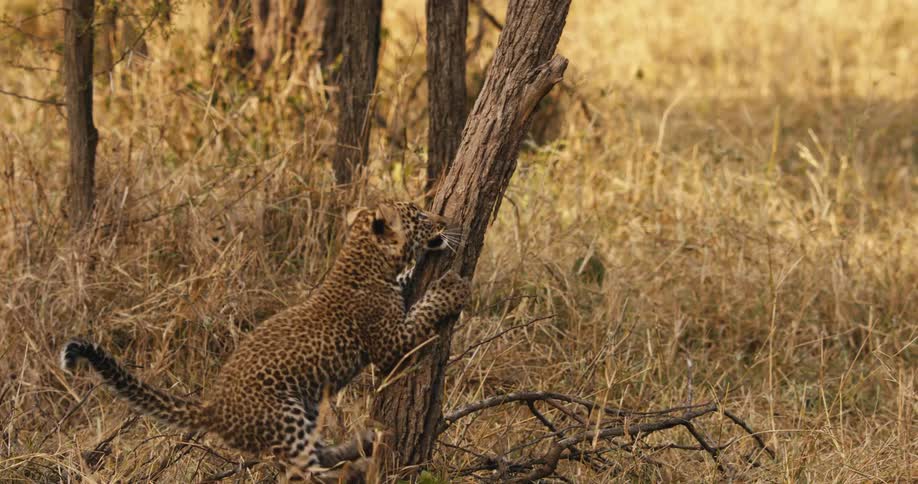A young leopard climbs a tree in a grassy field
