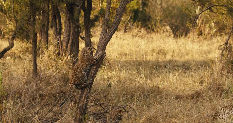 Two young leopards climb a tree in a forest