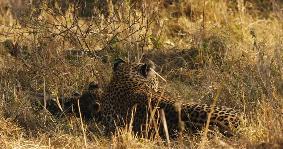 A leopard parent and cub play