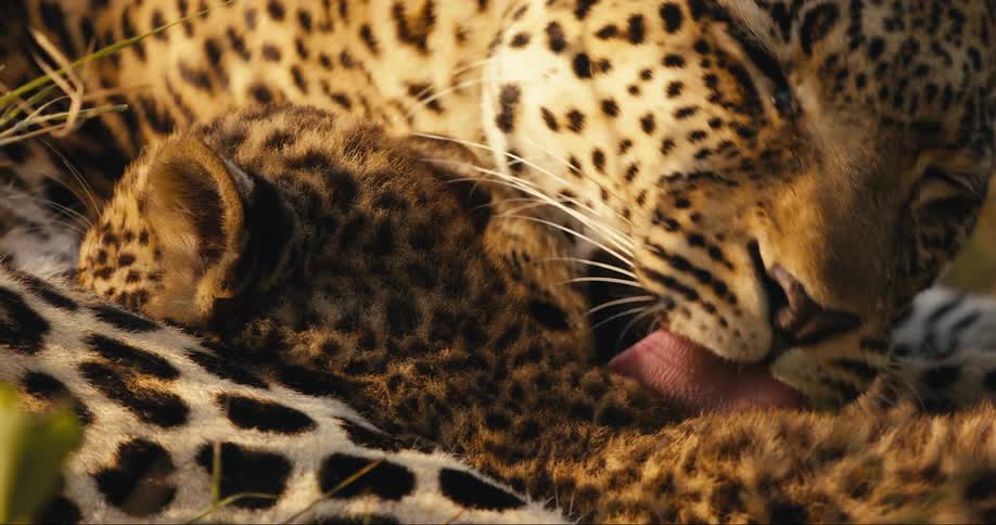 A mother leopard bathes her cub while it nurses in the wild