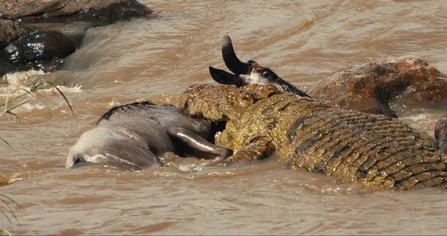 Crocodile biting and trying to kill an antelope in a river outdoors during daytime