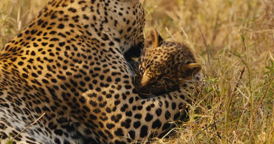 A leopard playing with a cub lying down in a brown field