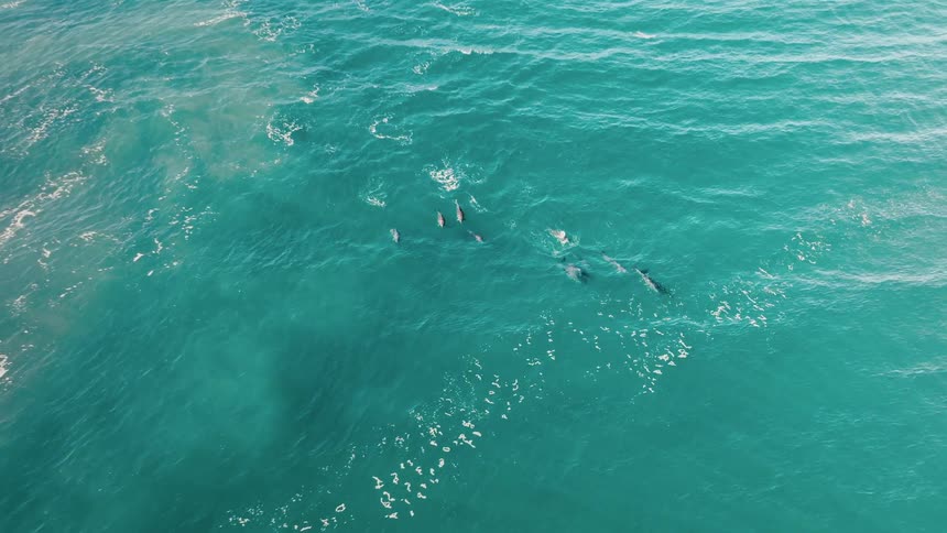 Pod of dolphins swimming together in the open sea outdoors during daytime