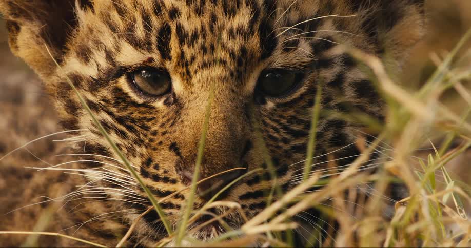 A close up footage of a leopard cub