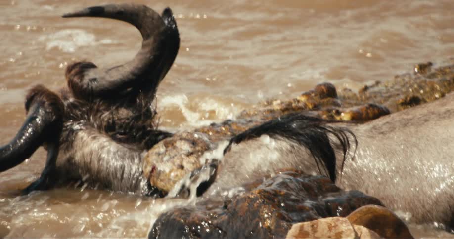 Alligator in a river biting a wildebeest