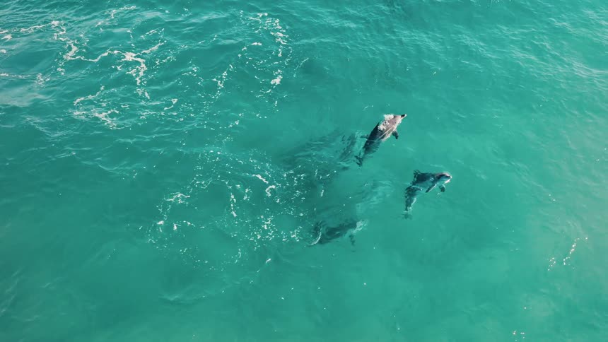 Group of dolphins swimming in a turquoise blue sea