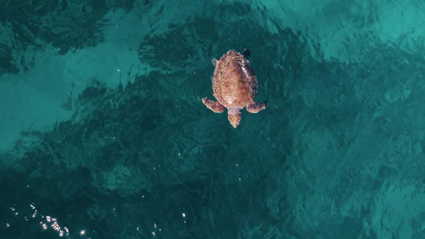 Sea turtle swims through translucent light blue water during the daytime