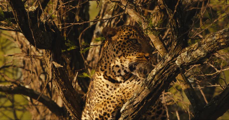 A leopard is on top of a tree with dry branches and he is breathing deeply