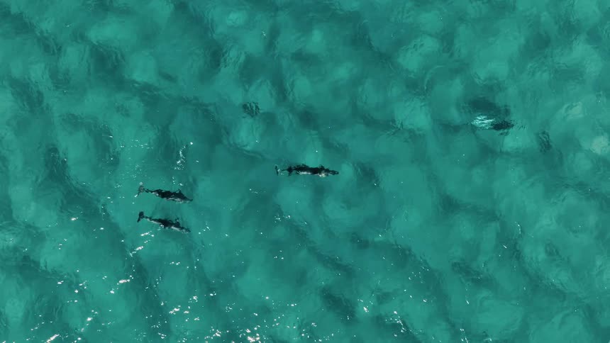 Aerial view of a pod of dolphins swimming in the turquoise blue sea during daytime