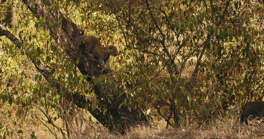 Some leopard in the trees