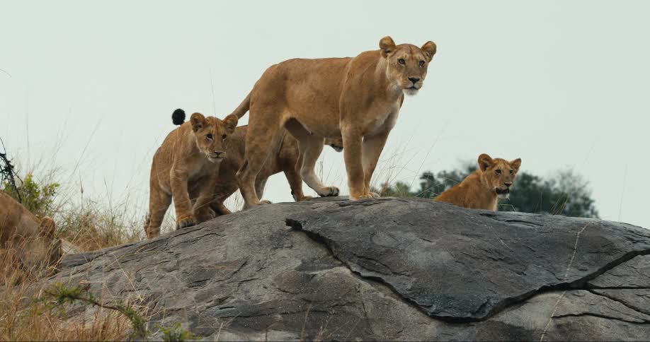 Group of lionesses on top of a rock in the wild