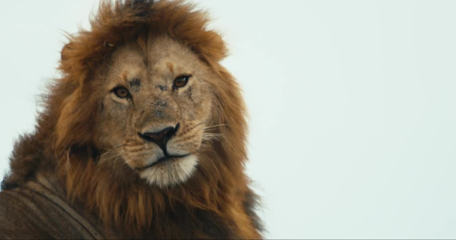 Lion roaring in an imposing manner