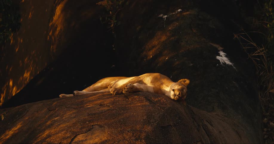 Isolated lioness sleeping on top of a rock