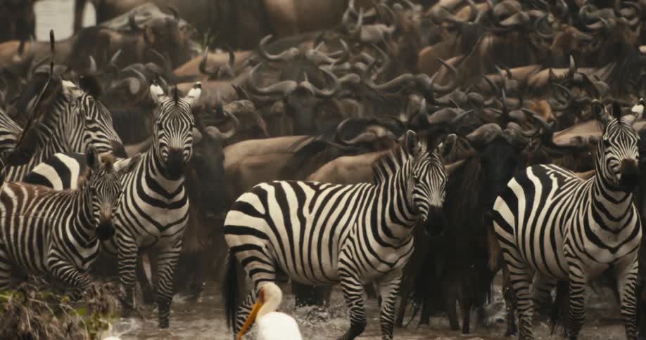 A large herd of wildebeest and zebras are crossing a shallow river