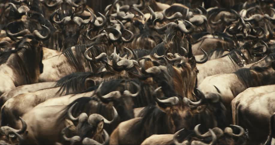 A footage of bulls running