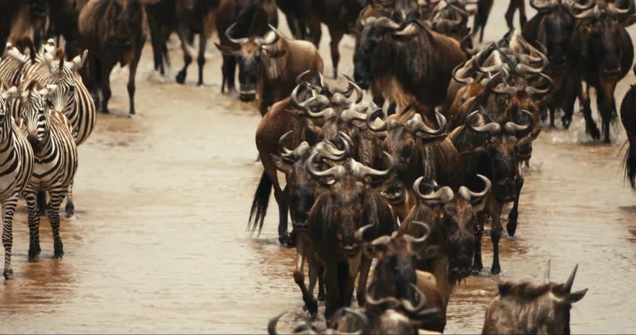 Zebra and bison standing in water