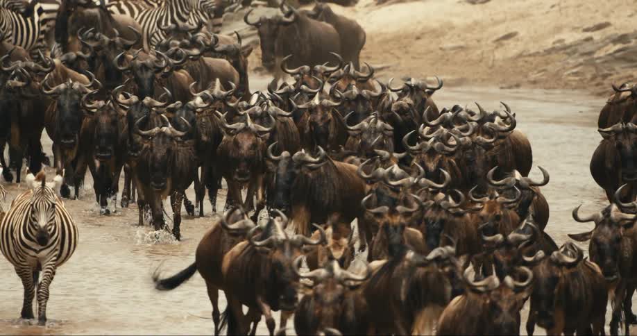 Large number of wildebeest and some zebras crossing the river in the jungle