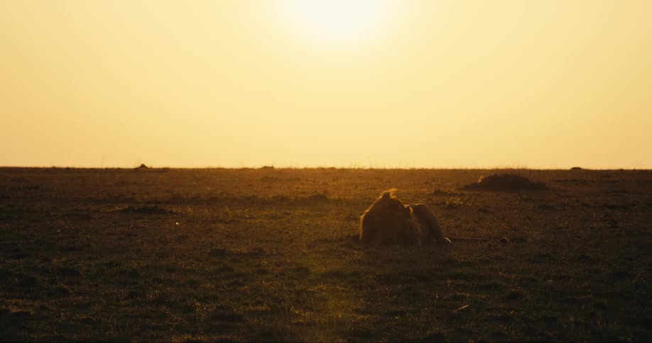 A lion is sleeping on the field