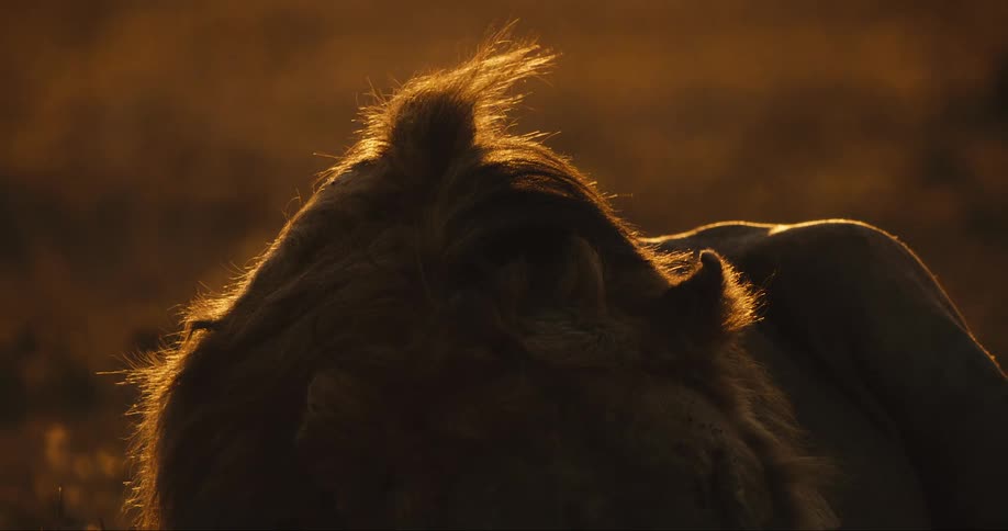 A lion is sleeping at sunset