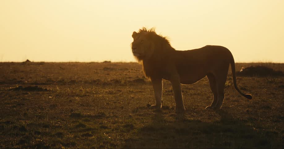 A lion stands proud