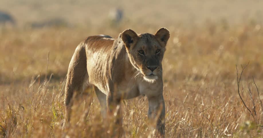 Lioness walking through the jungle