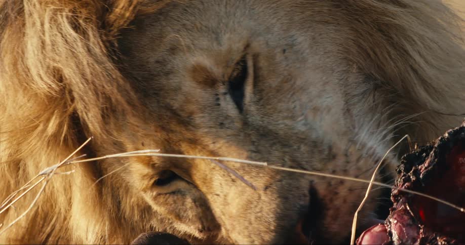 Male lion eating and licking a piece of dead meat outdoors during dusk or dawn