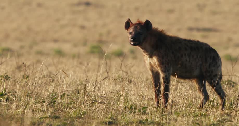 A hyena stands to the right