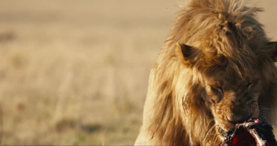 Lion eats a carcass in the savanna
