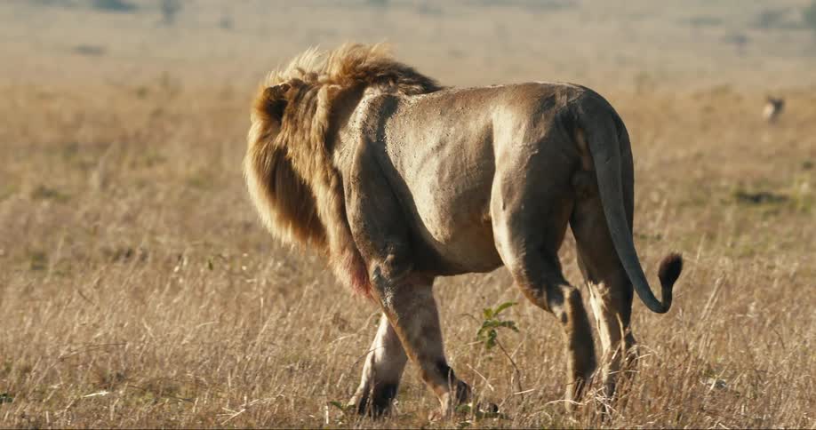 Male lion walks across a field with hyenas watching from the distance