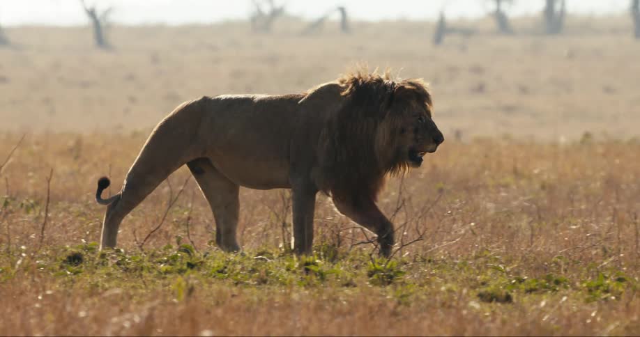 A large lion walks through the grass