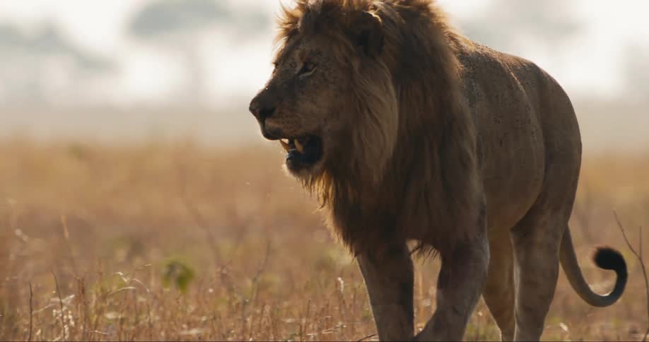 A large male lion with a thick mane walks through a dry grassy field