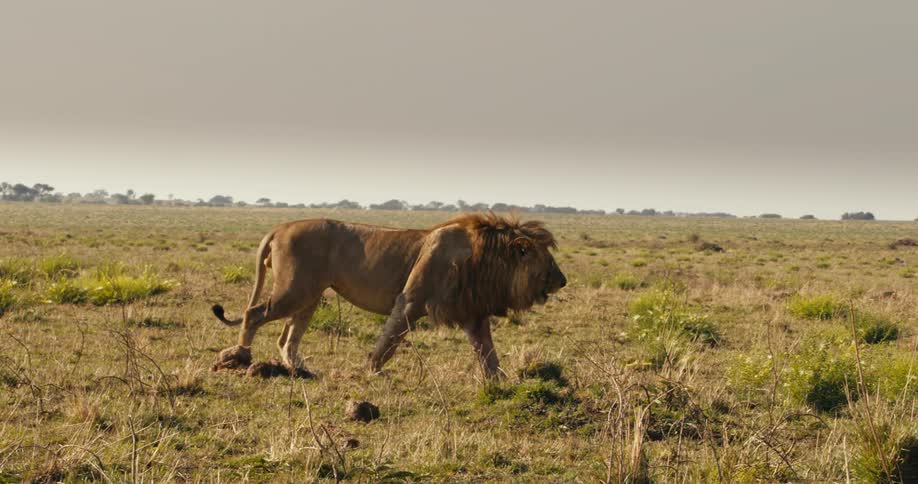 A large male lion walks through a grassy plain