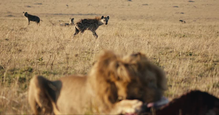 Lion eating the meat of a fresh animal and wild dogs watching in the background
