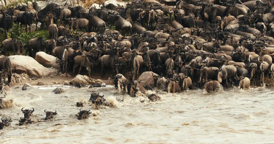Large group of wildebeest crossing the river in the jungle