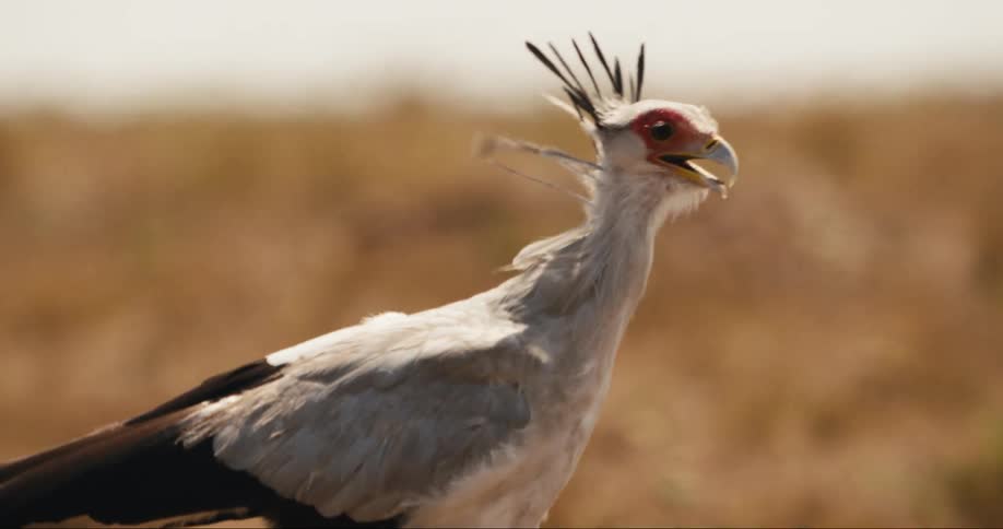 A secretary bird with a distinctive crest on its head is walking