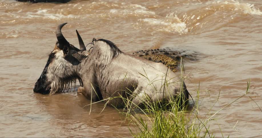 Crocodile fighting a wildebeest in the river