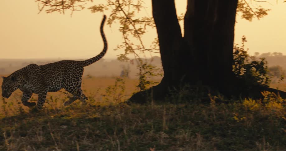 Jaguar descending from a tree in the late afternoon