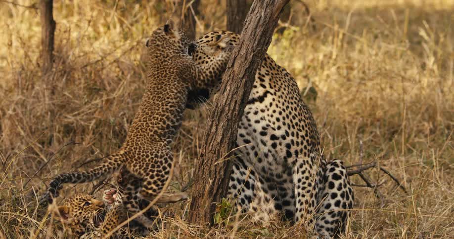 Leopard cubs playing with mother in the wild