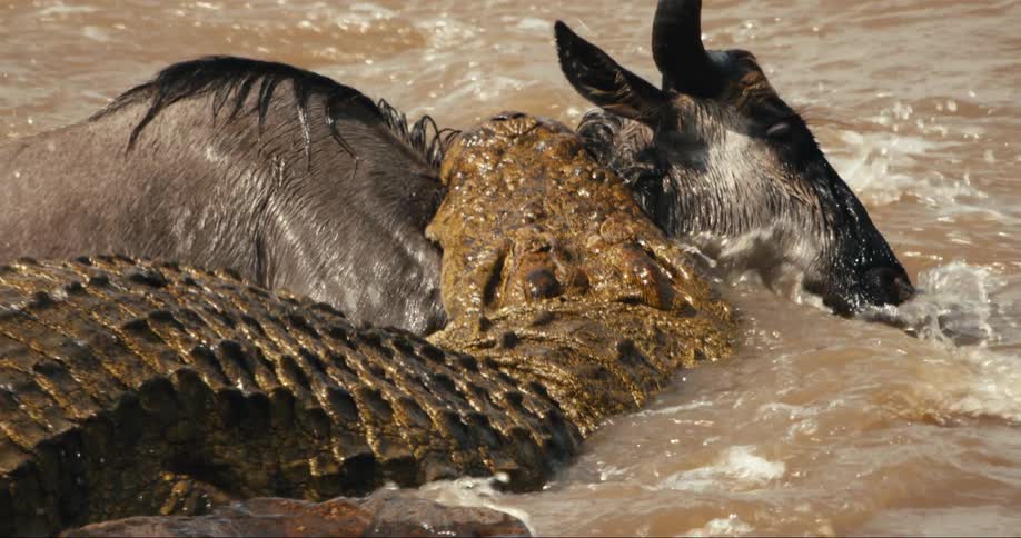 A large crocodile is attacking a wildebeest in a river