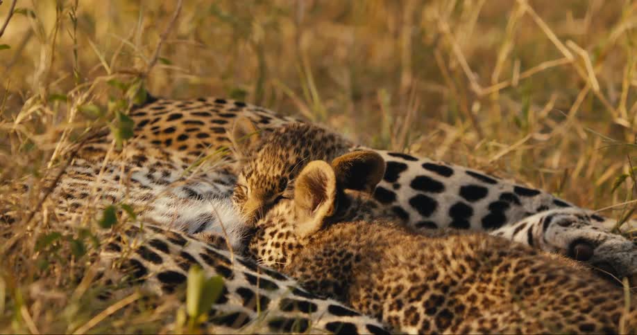 Leopard cubs nursing with mom in a field