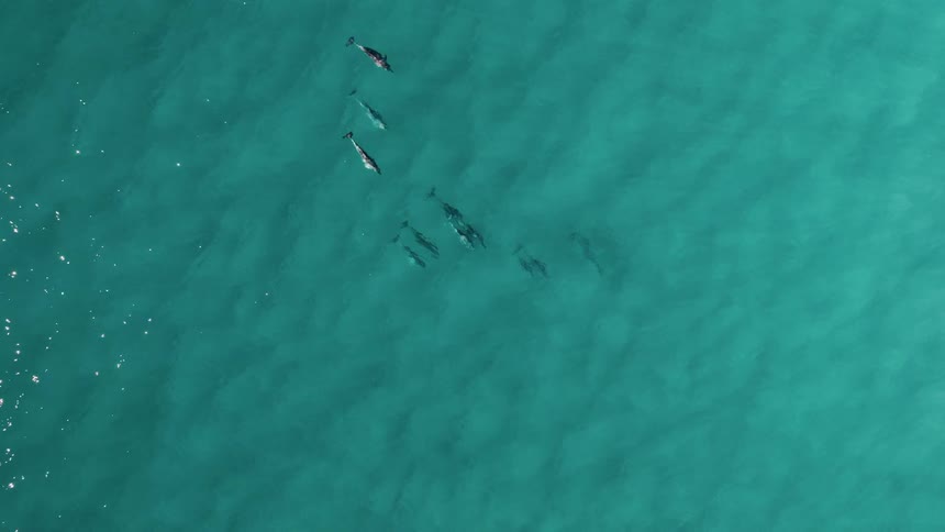 Aerial of a pod of dolphins swimming in the ocean